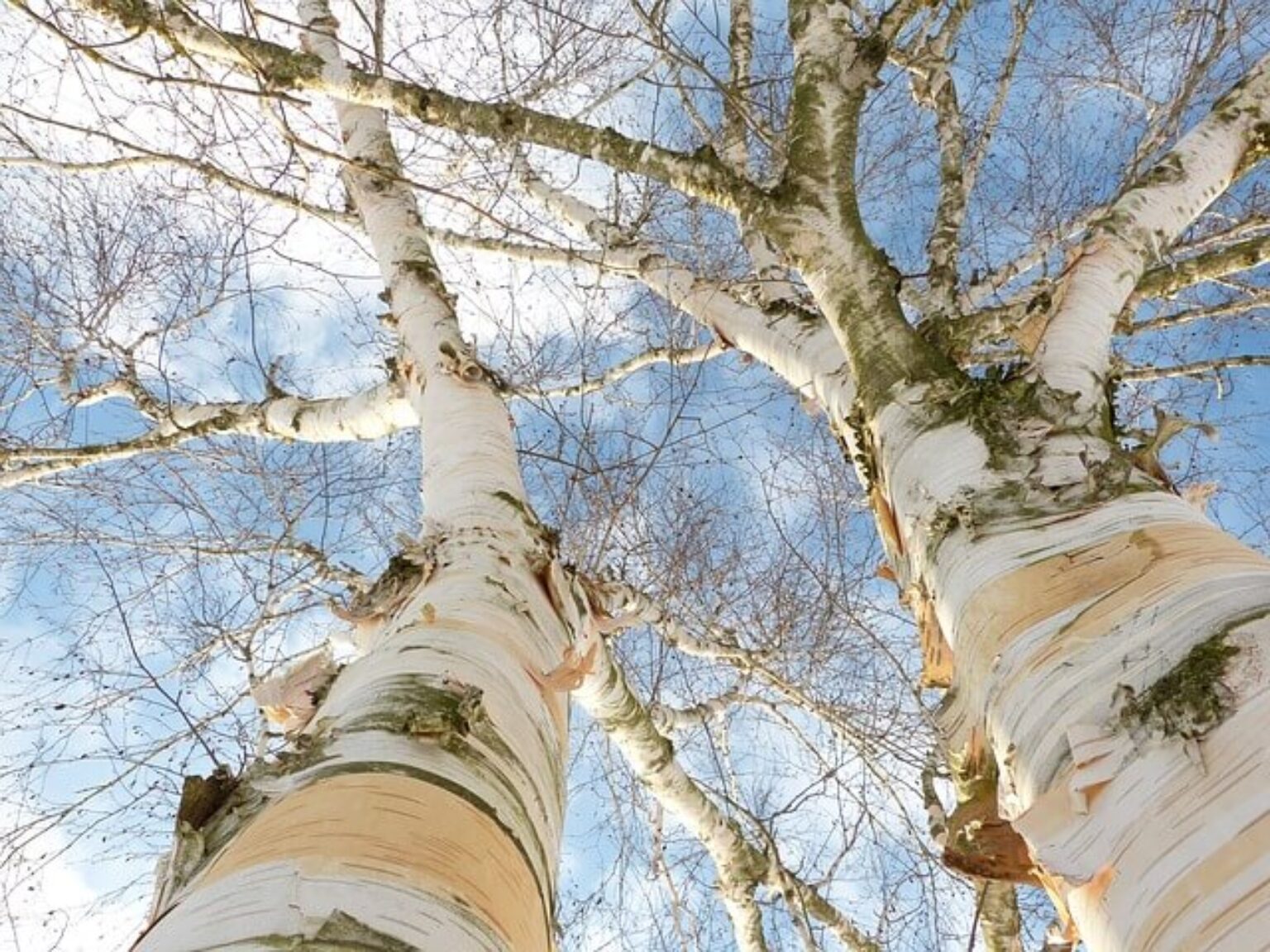 Symbolism of the Birch Tree Symbol Sage