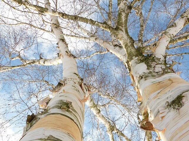 What is birch tree
