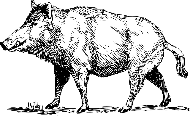 Celtic boar