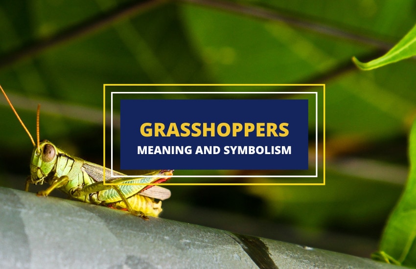 grasshopper meaning