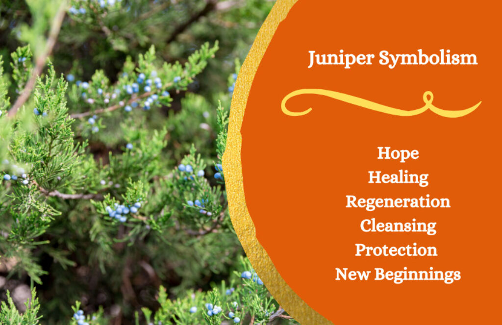 Juniper Meaning and Symbolism Symbol Sage