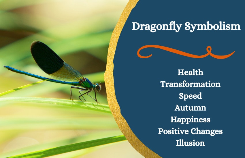 Meanings of dragonflies