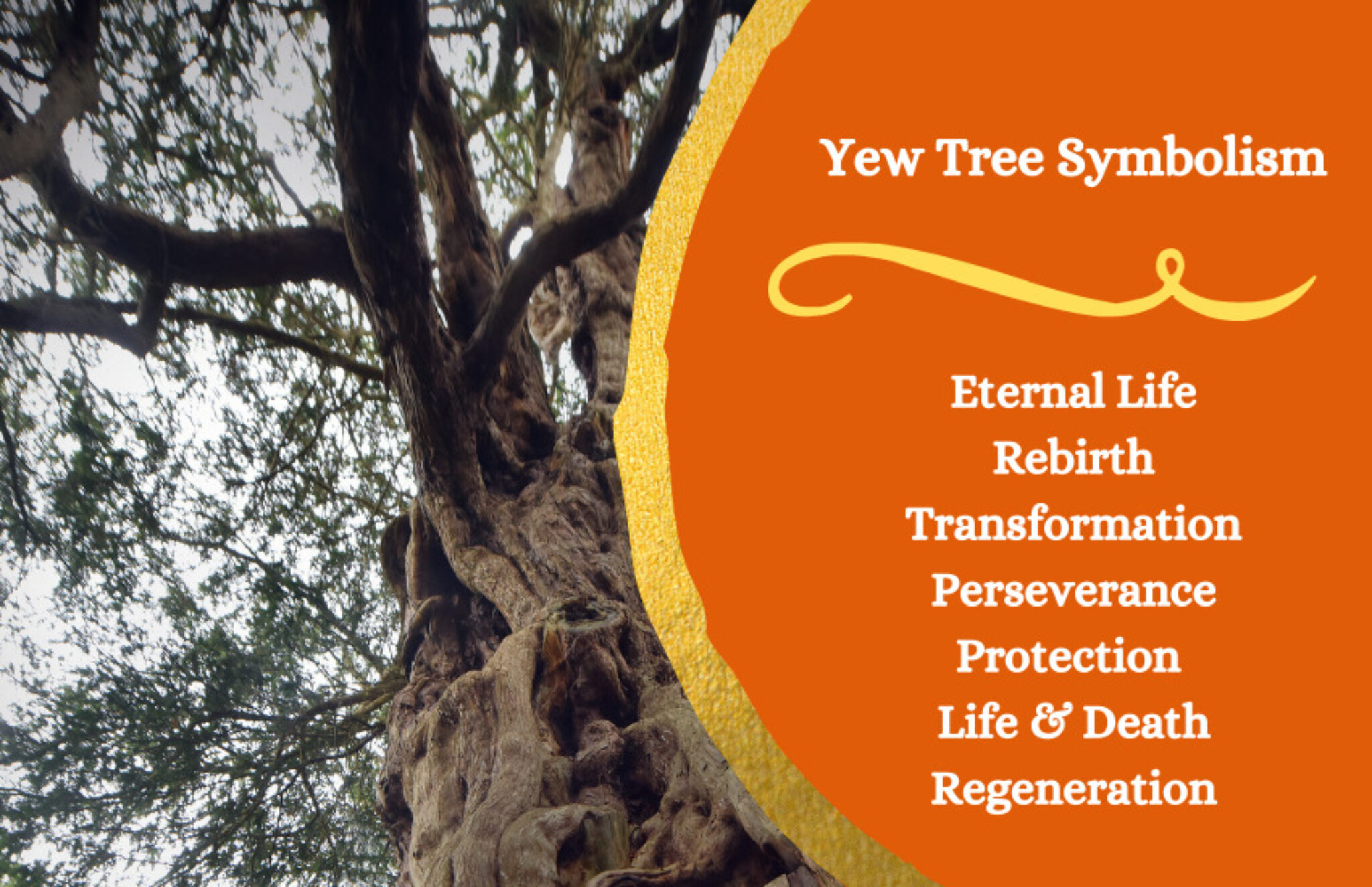 Yew Tree Meaning and Symbolism Symbol Sage