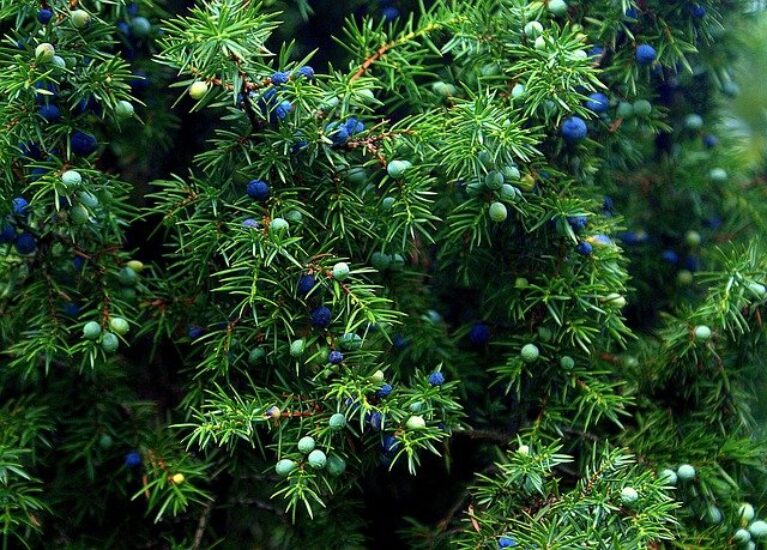 Juniper Meaning and Symbolism Symbol Sage