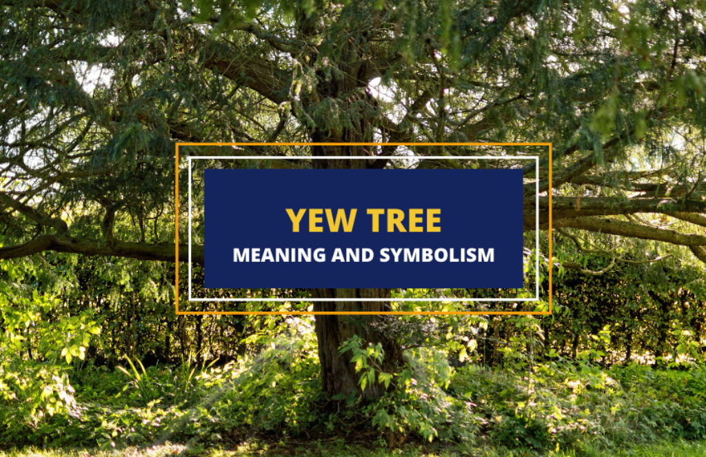 Yew Tree Meaning and Symbolism Symbol Sage