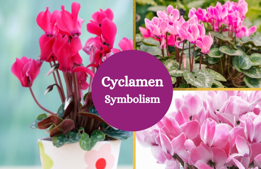 Cyclamen meaning symbolism