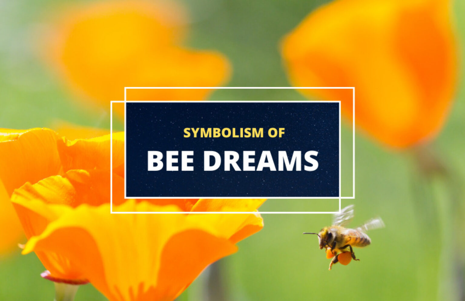 Dreaming of Bees Symbolism and Meaning Symbol Sage