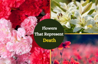 Flowers that represent death