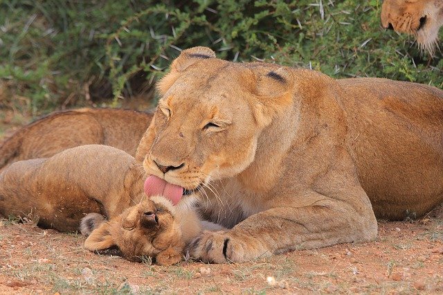 Lion cub motherhood