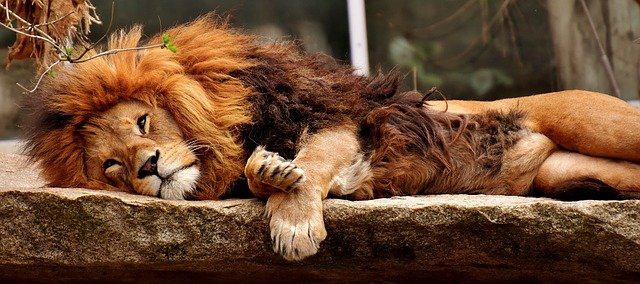 Lions in dreams