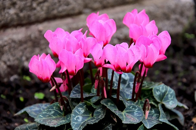 Pink cyclamen flowers