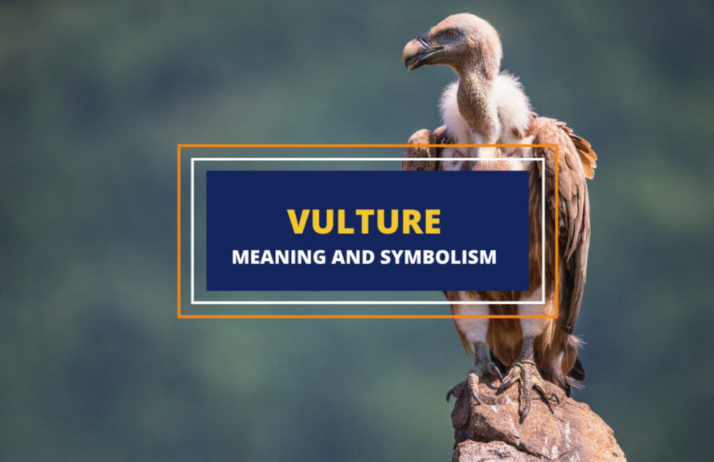 Vulture Meaning and Symbolism Symbol Sage