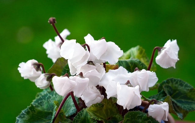 White cyclamen flowers