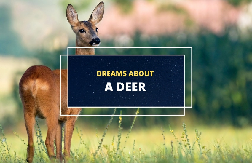 Dreams about Deer