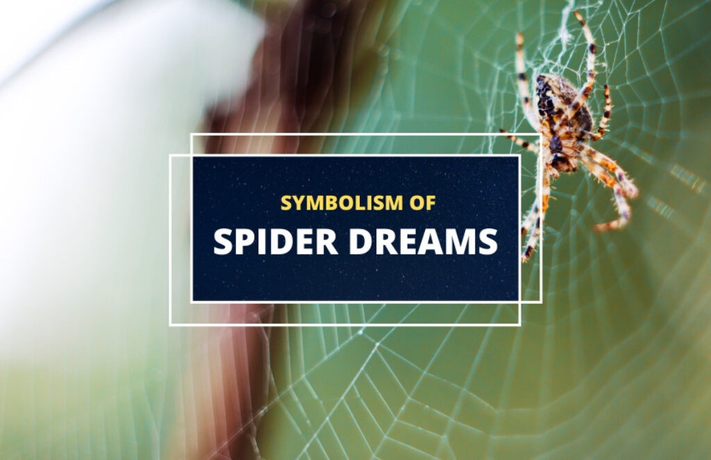 Dreams of Spiders Symbolism and Meaning Symbol Sage