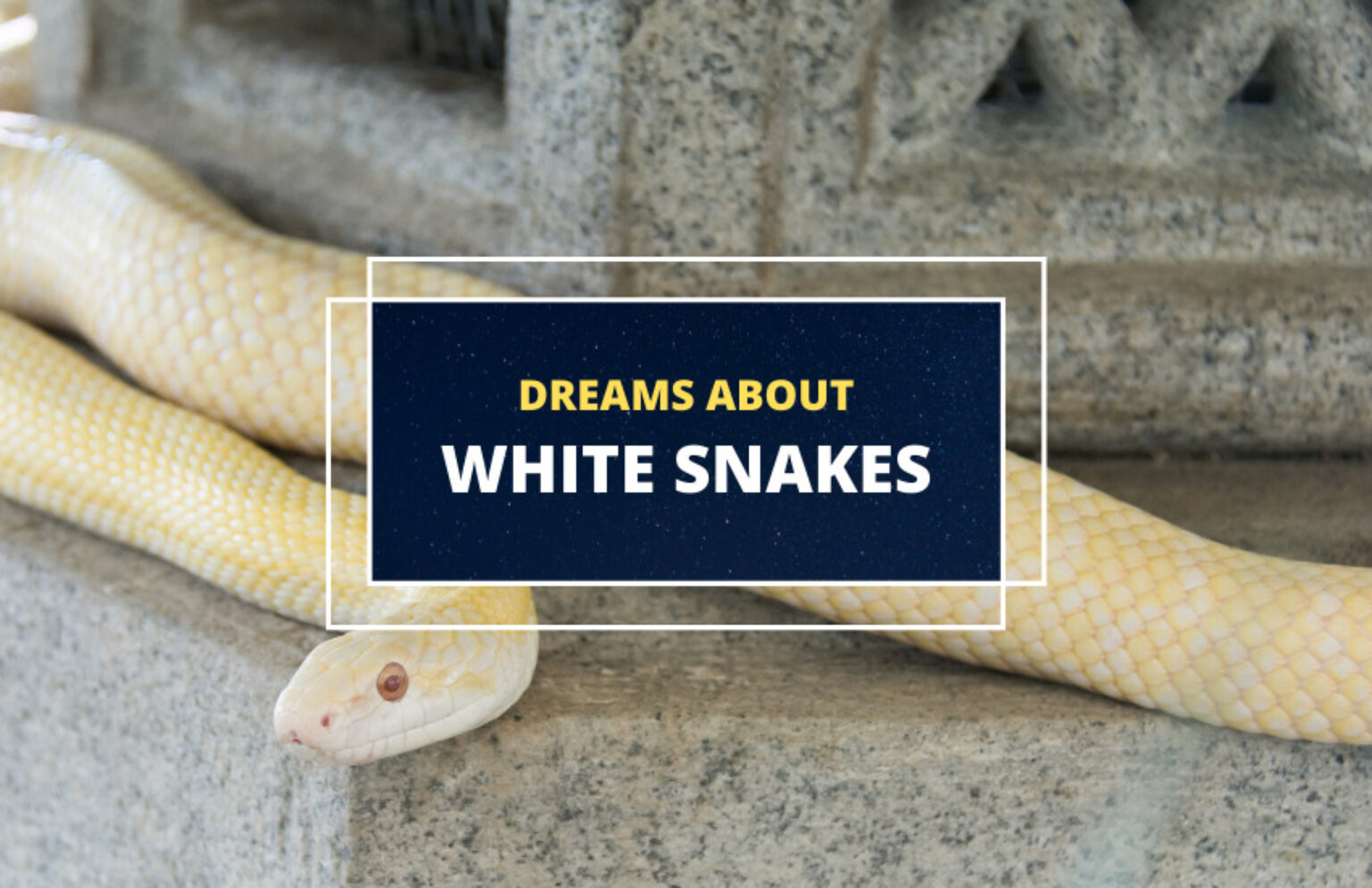 Dreams About White Snakes What Do They Mean Symbol Sage