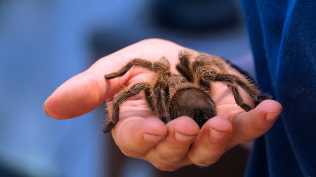 Big tarantula in hand