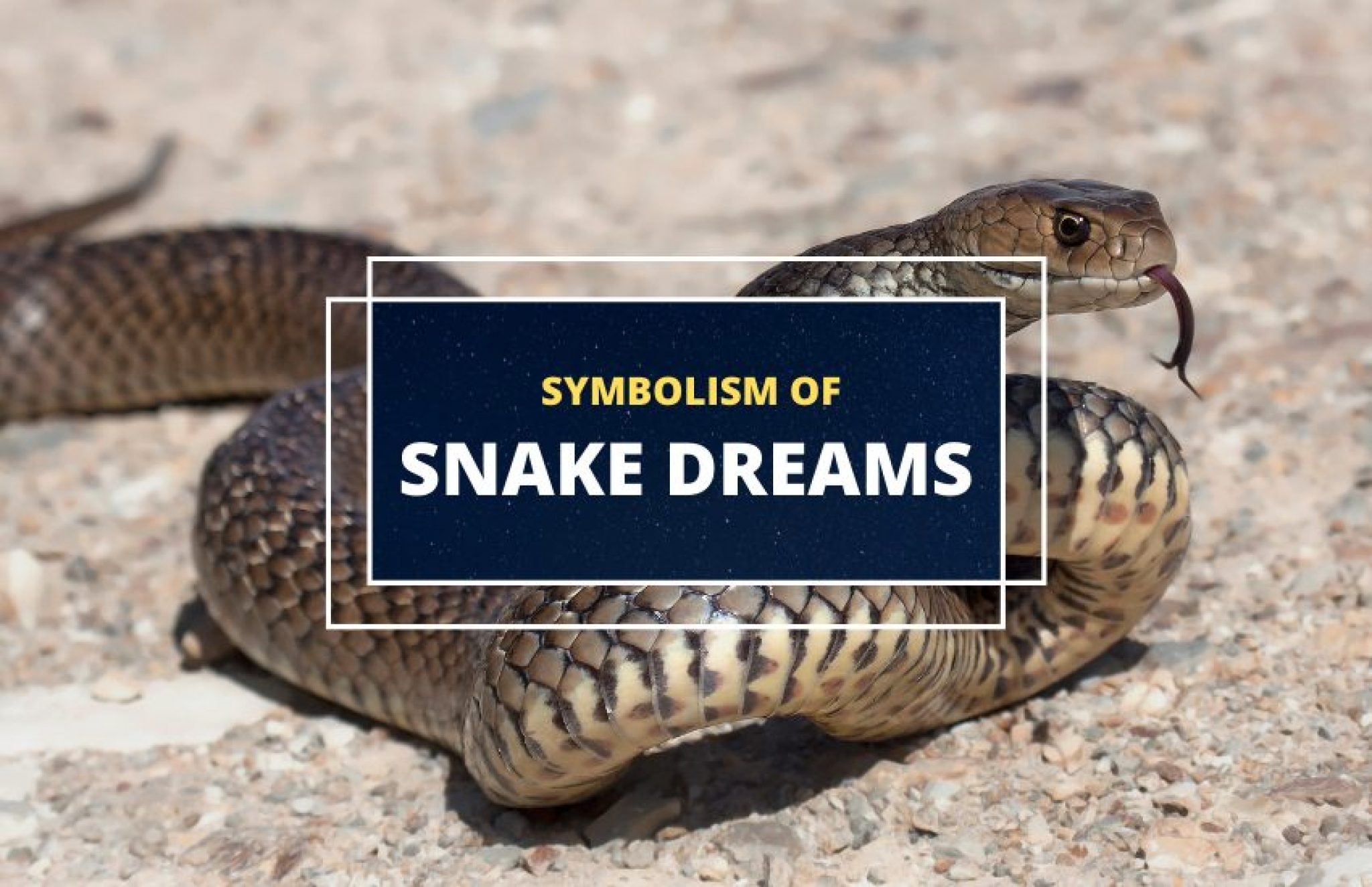 lots of snake in dream meaning