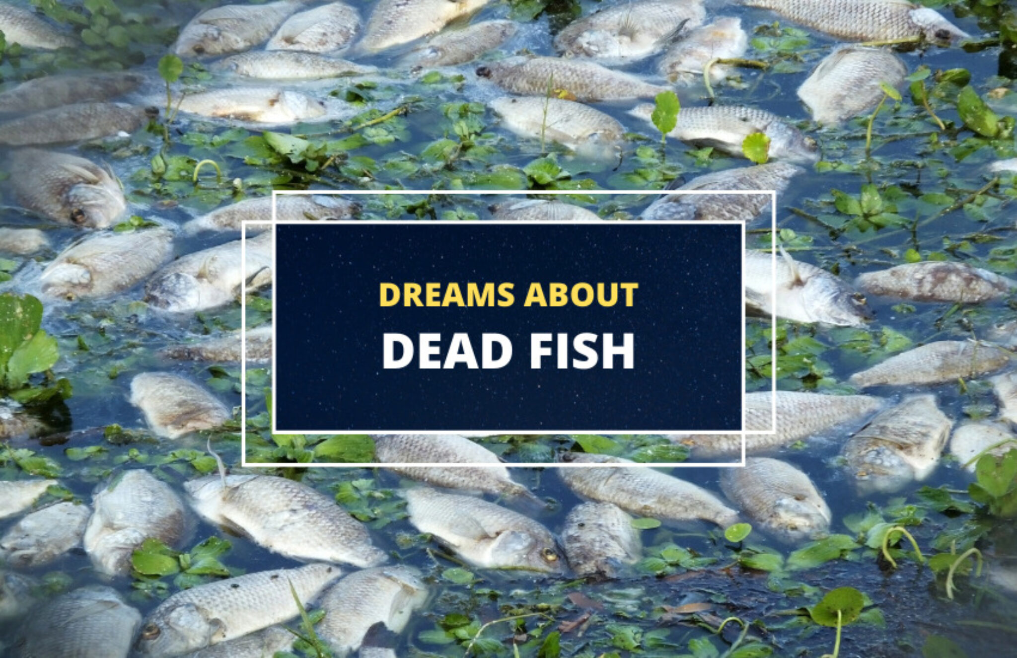 Dreams about Dead Fish – What Does It Mean? - Symbol Sage