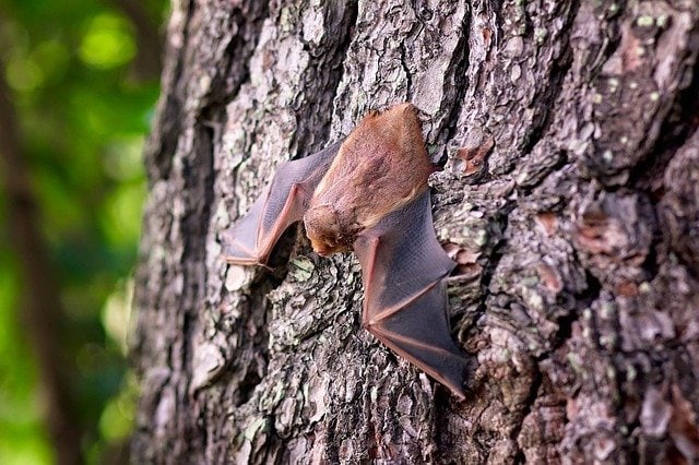 bat on sitting on tree
