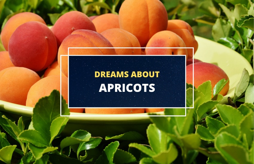 Dreams about apricots