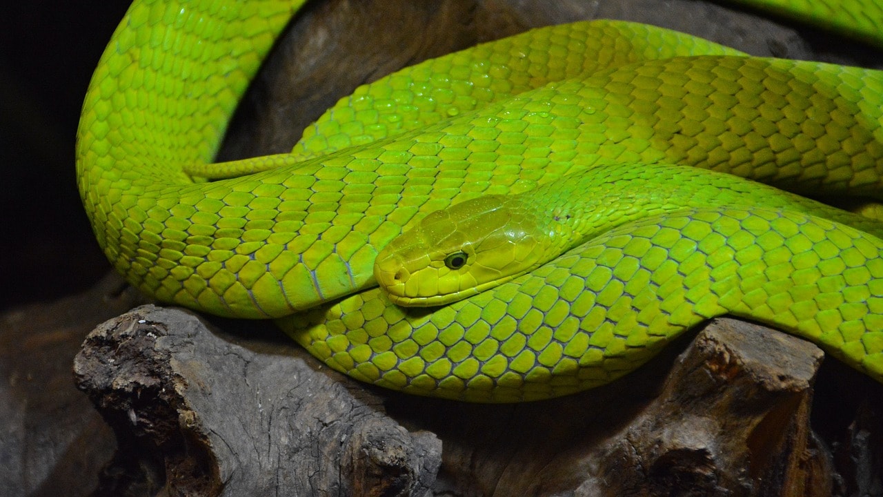 a green snake