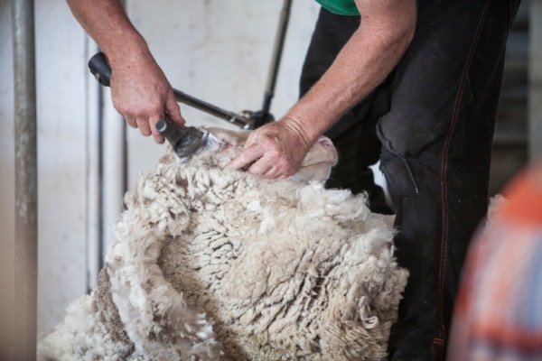australian wool