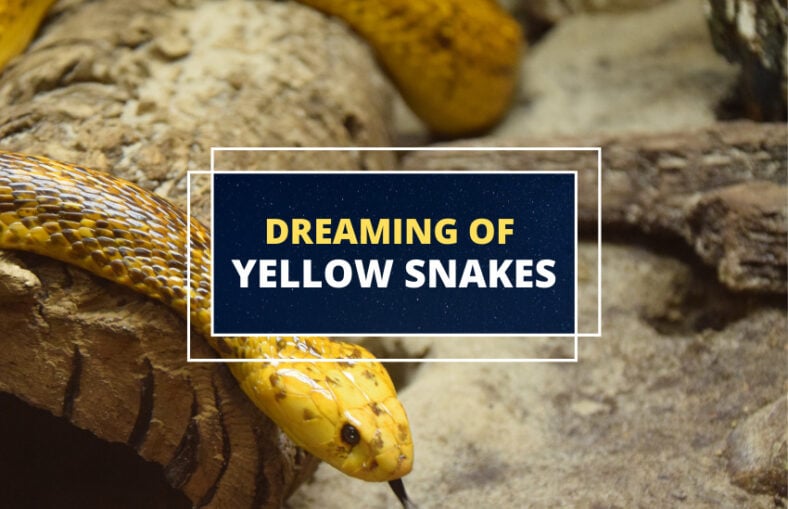 Dreaming about Yellow Snakes What Do They Mean? Symbol Sage