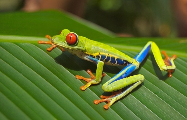 Frog dream color