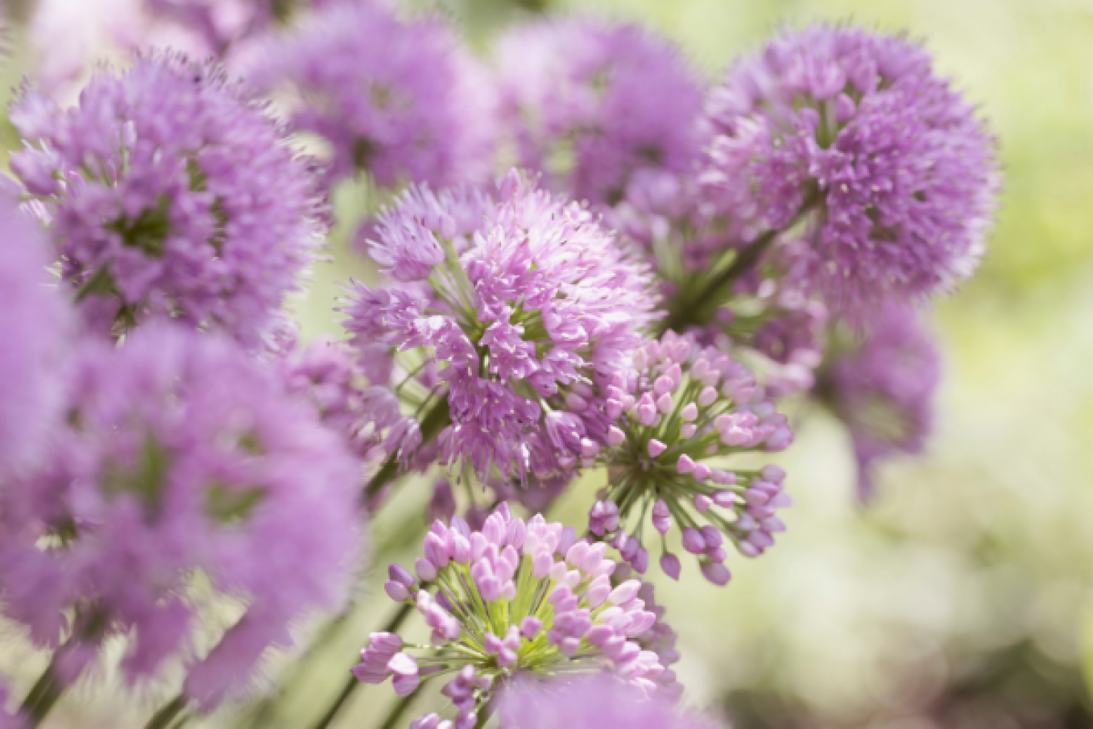 24 Flowers that Symbolize Strength