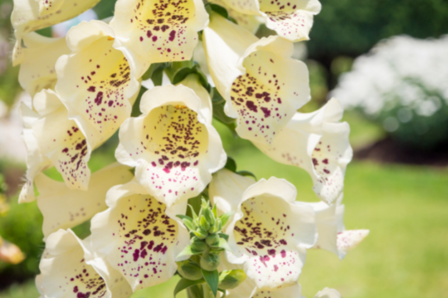 24 Flowers that Symbolize Strength