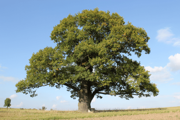 an oak tree