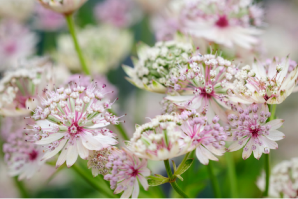 24 Flowers that Symbolize Strength