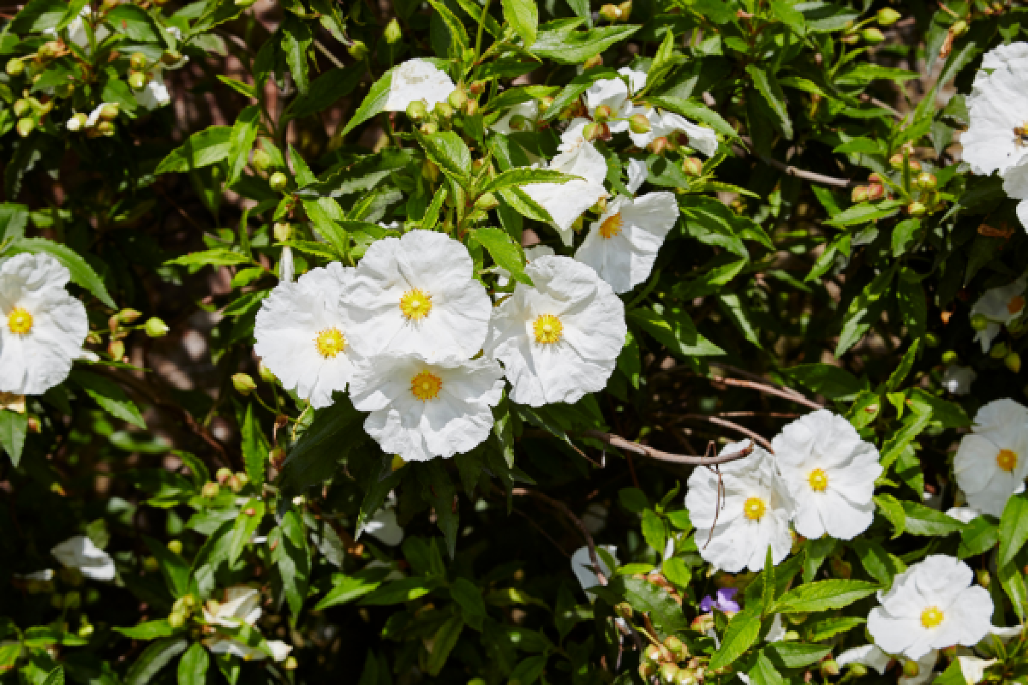 24 Flowers that Symbolize Strength