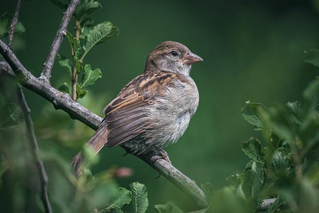 sparrow meaning