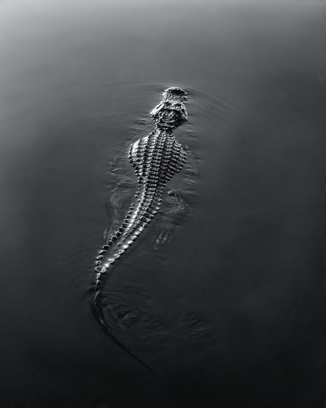crocodile coming out of river