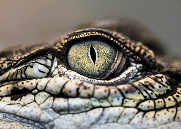 Dream of a Crocodile? Here’s What It May Mean Symbol Sage