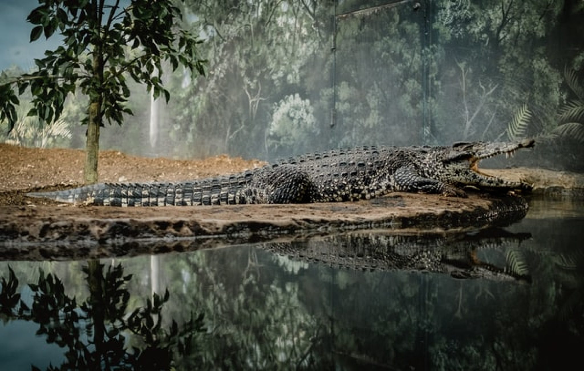 Dream of a Crocodile? Here’s What It May Mean Symbol Sage