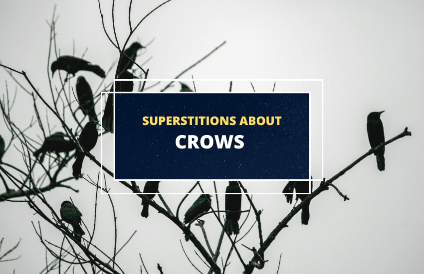 superstitions about crows