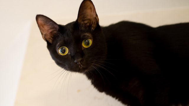 are black cats bad luck?