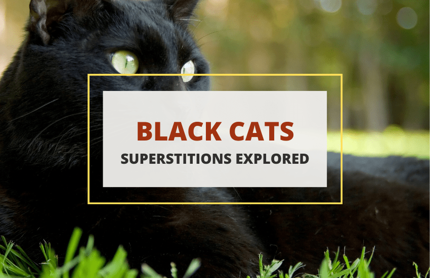 Black cat superstitions