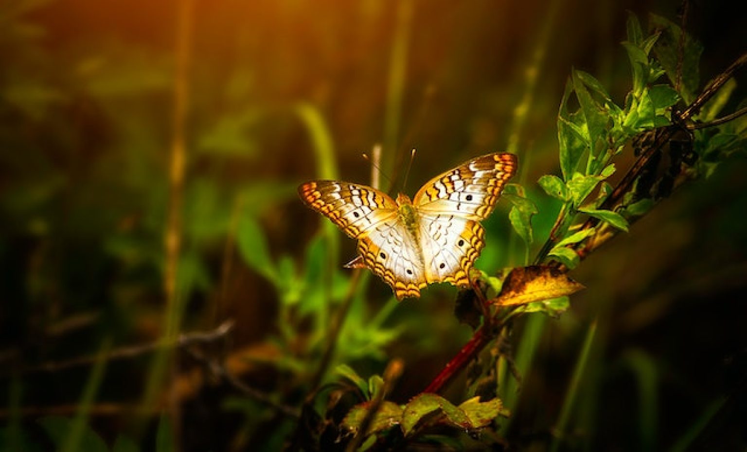 Powerful Symbolism of Butterflies from Around the World