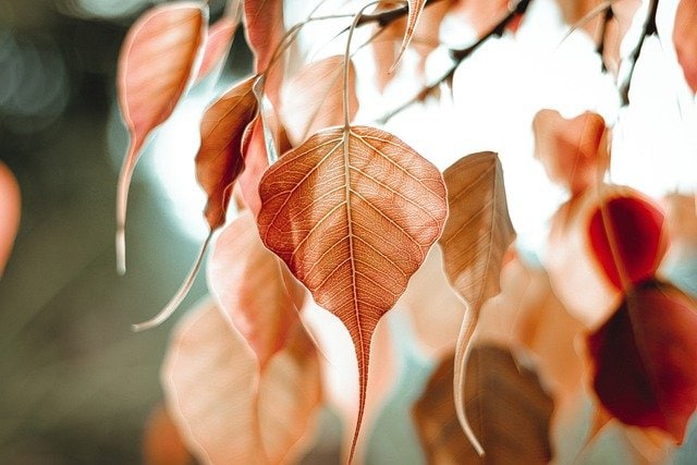 peepal tree leaf superstition