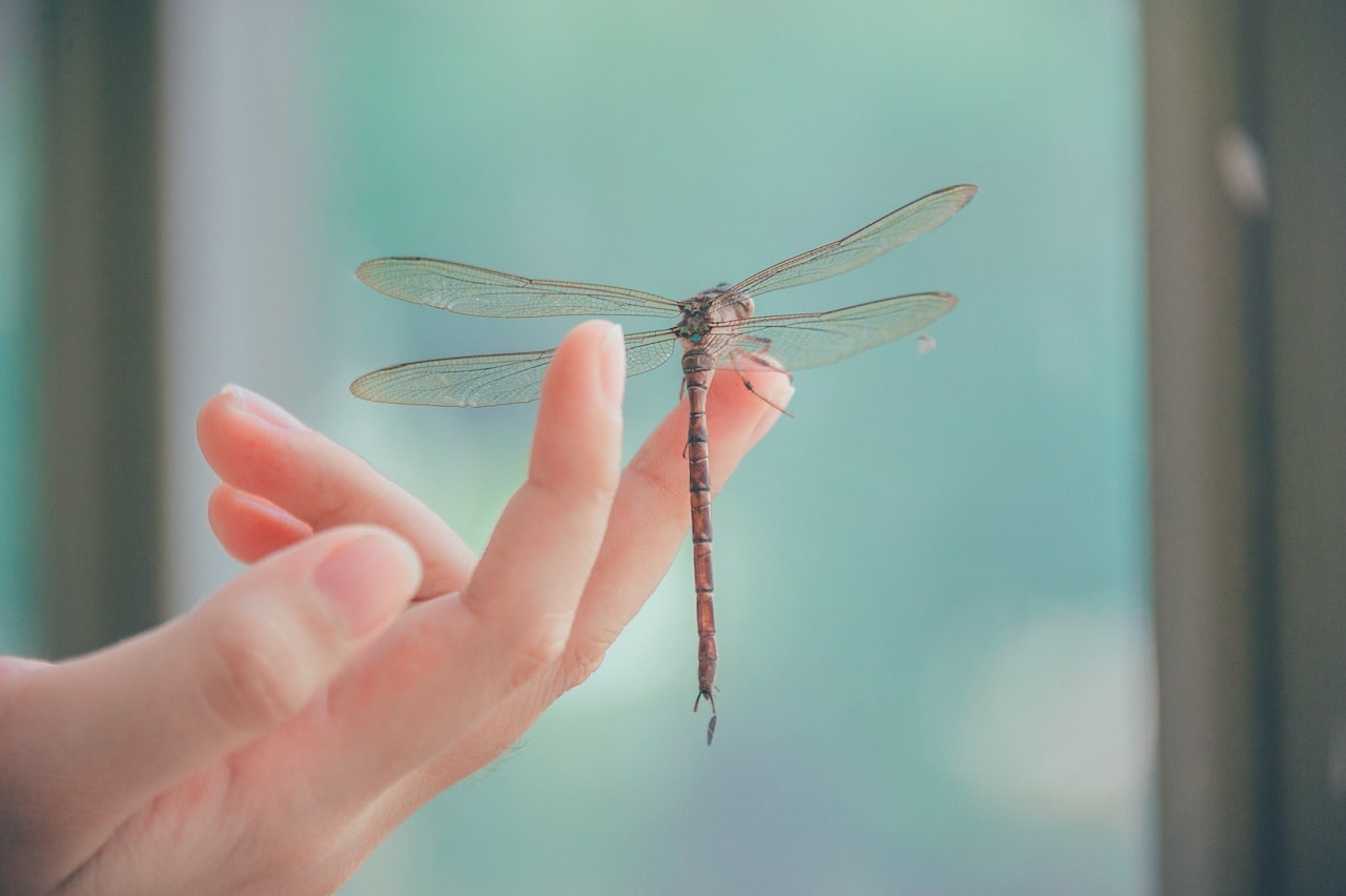 What does it mean when a dragonfly visits you