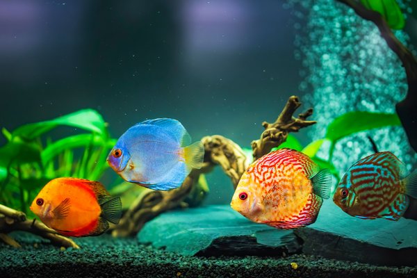 Colorful fish dream
