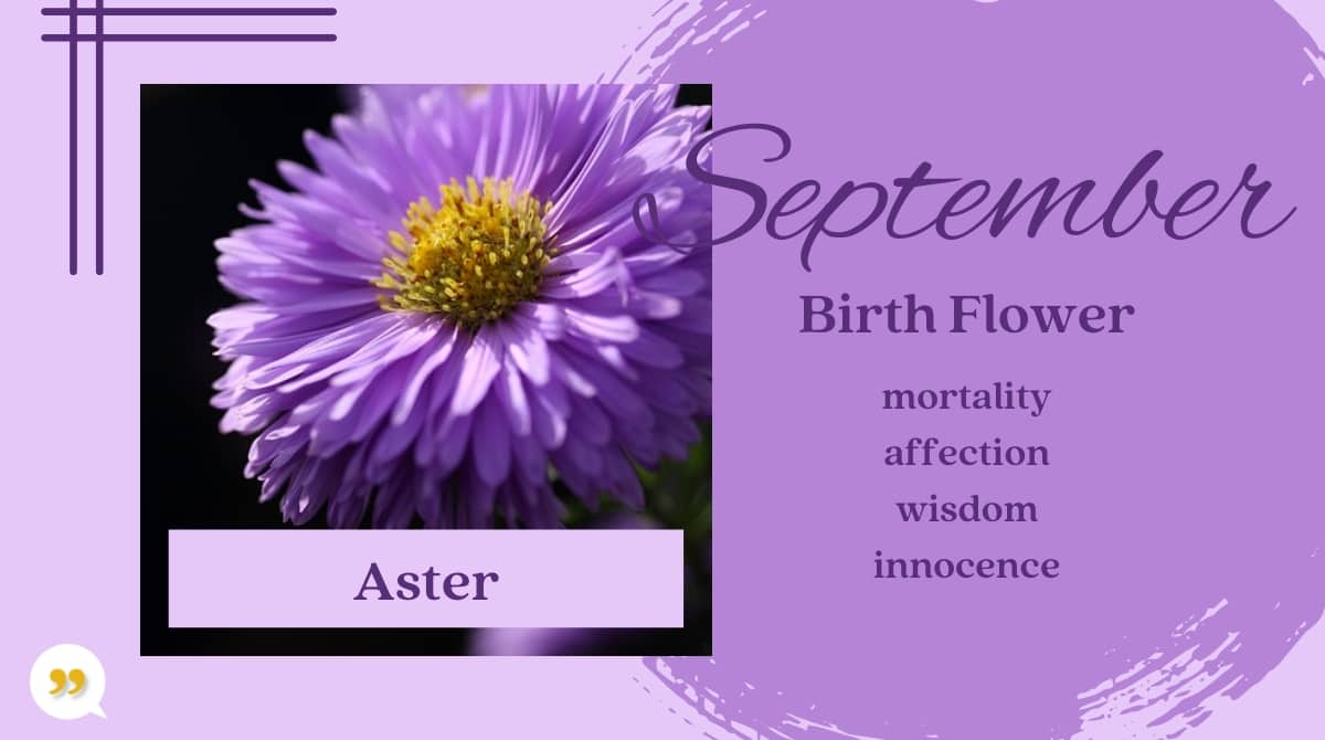 Aster September Birth Month