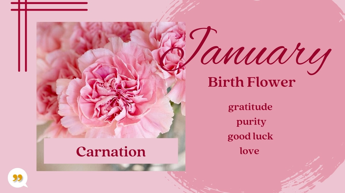 Carnation January Birth Month