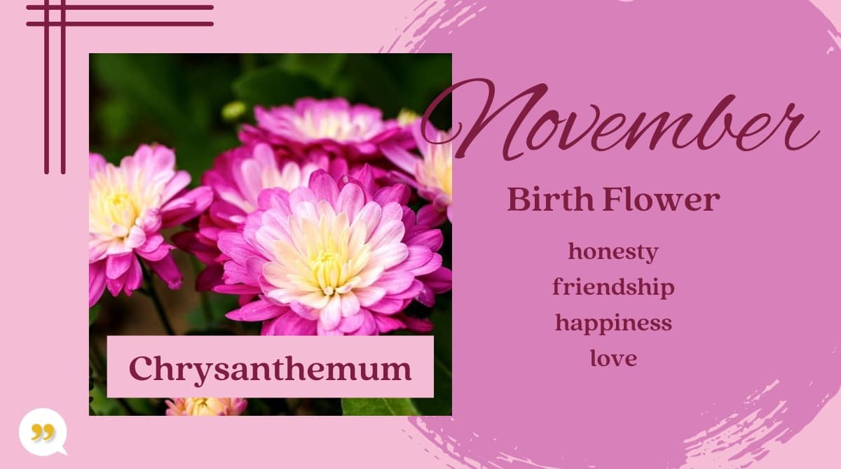 Chrysanthemum November Birth Month