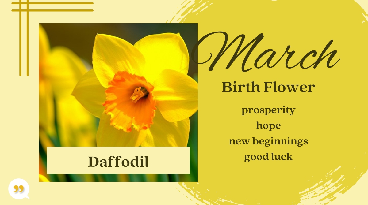 Daffodil March Birth Month