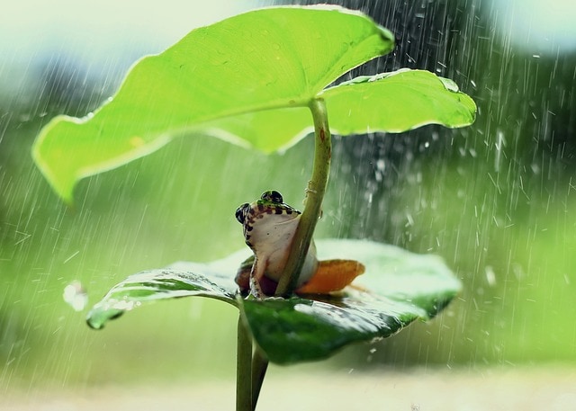 frog in the rain